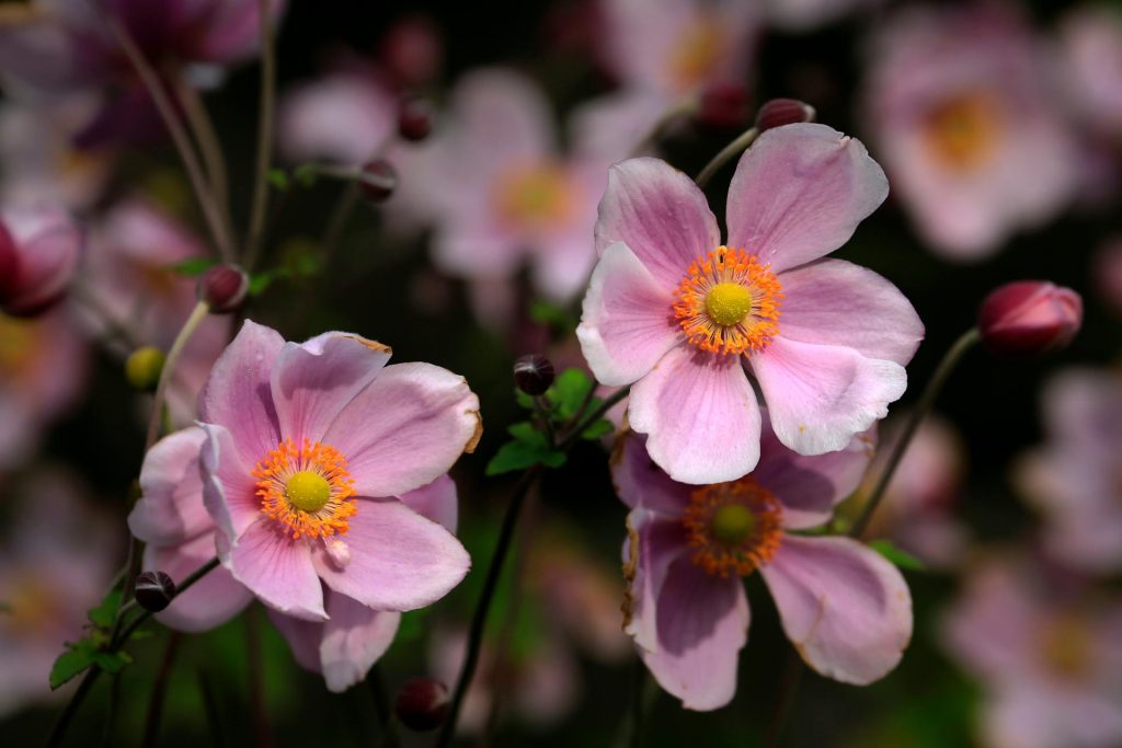 Read more about the article Anemone