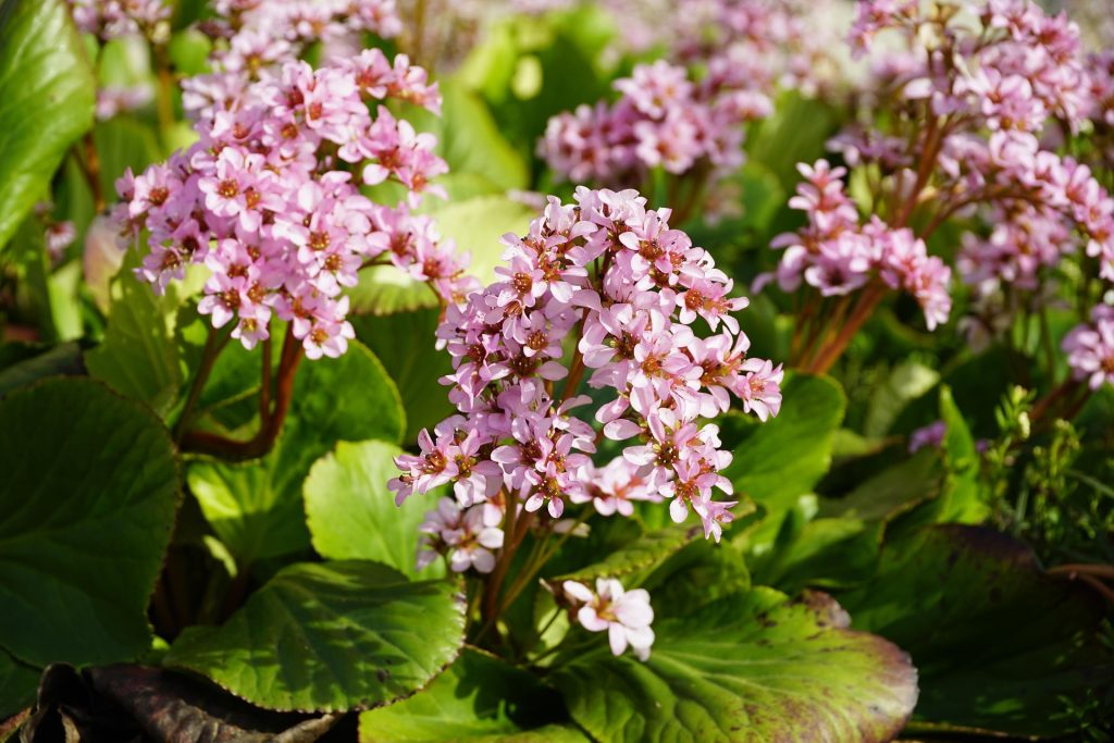 Read more about the article Bergenia