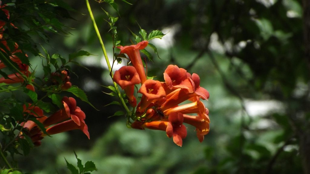 Read more about the article Trompeta cățărătoare