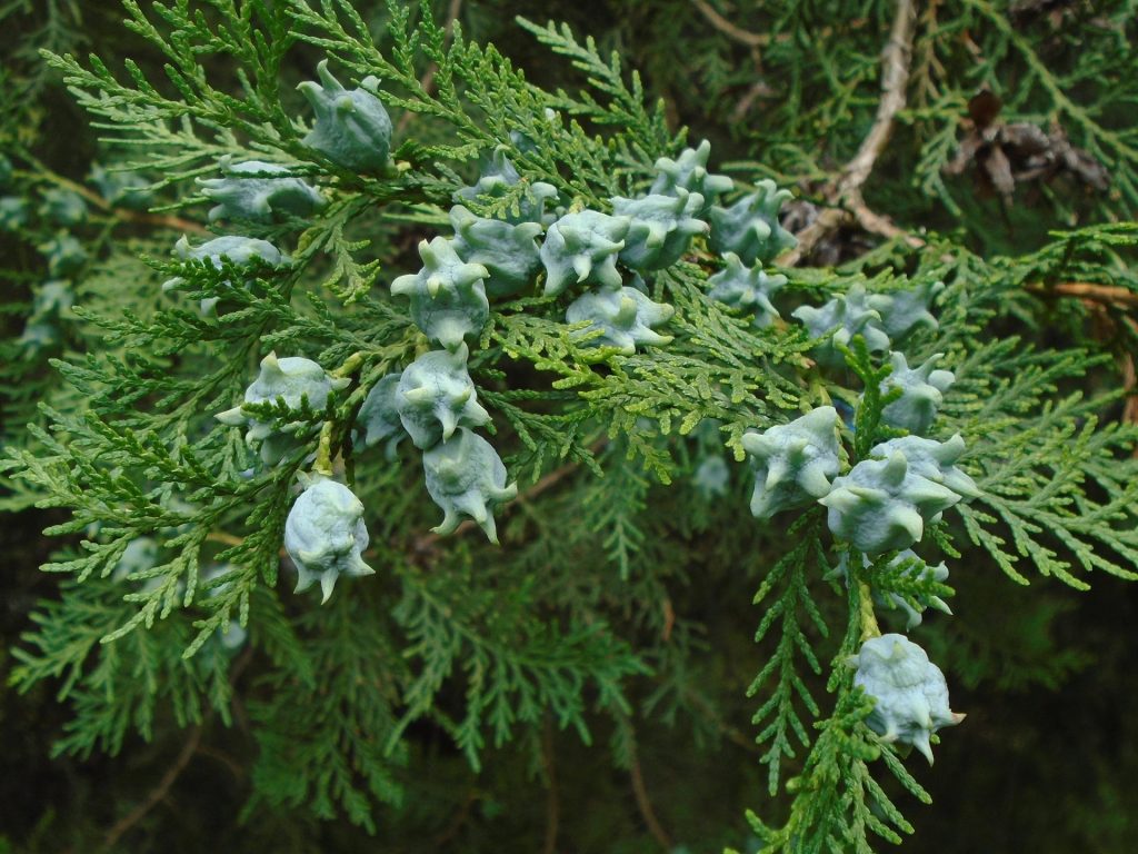 Read more about the article Arborele vieții