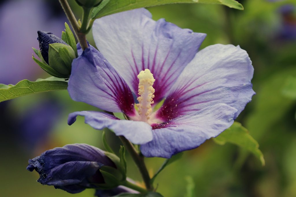 Read more about the article Hibiscus