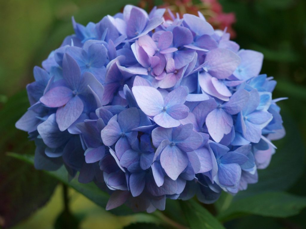 Read more about the article Hortensie