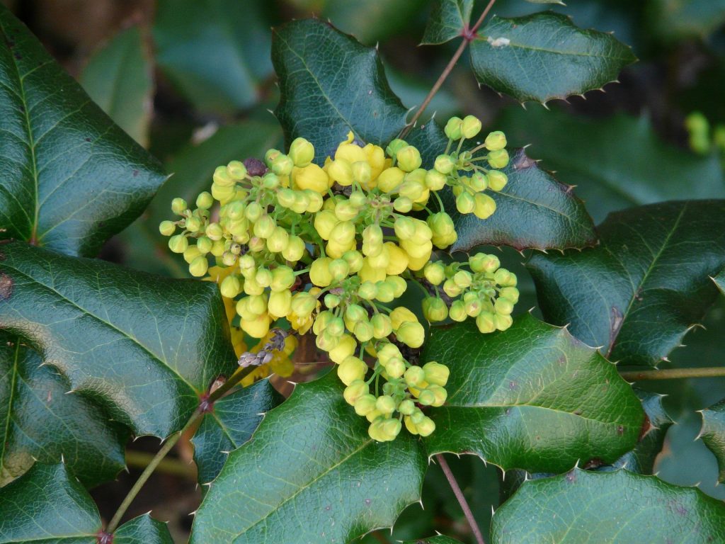 Read more about the article Mahonia