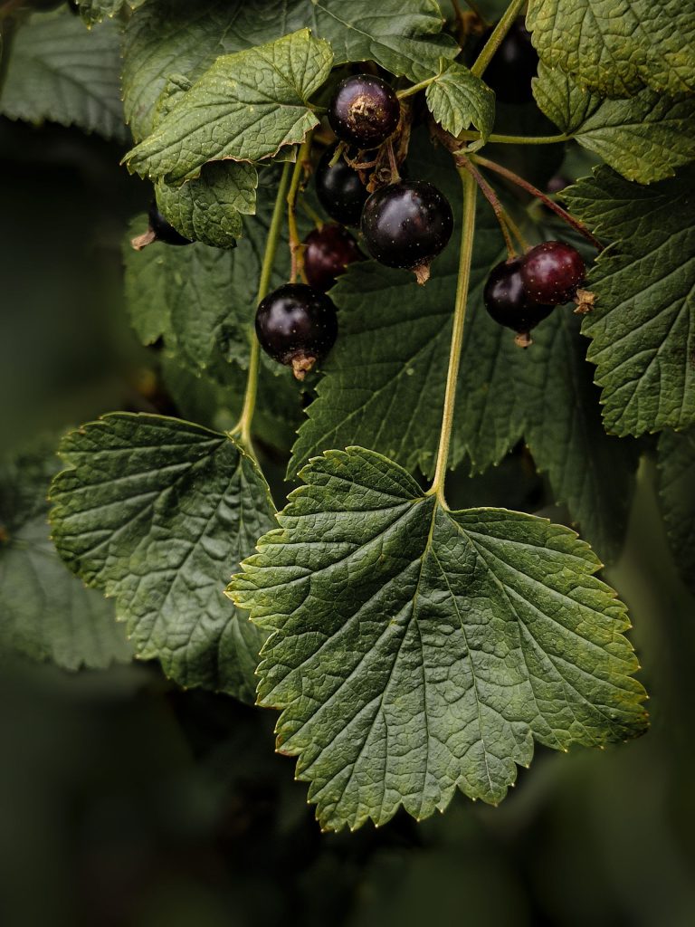 Read more about the article Coacăz negru
