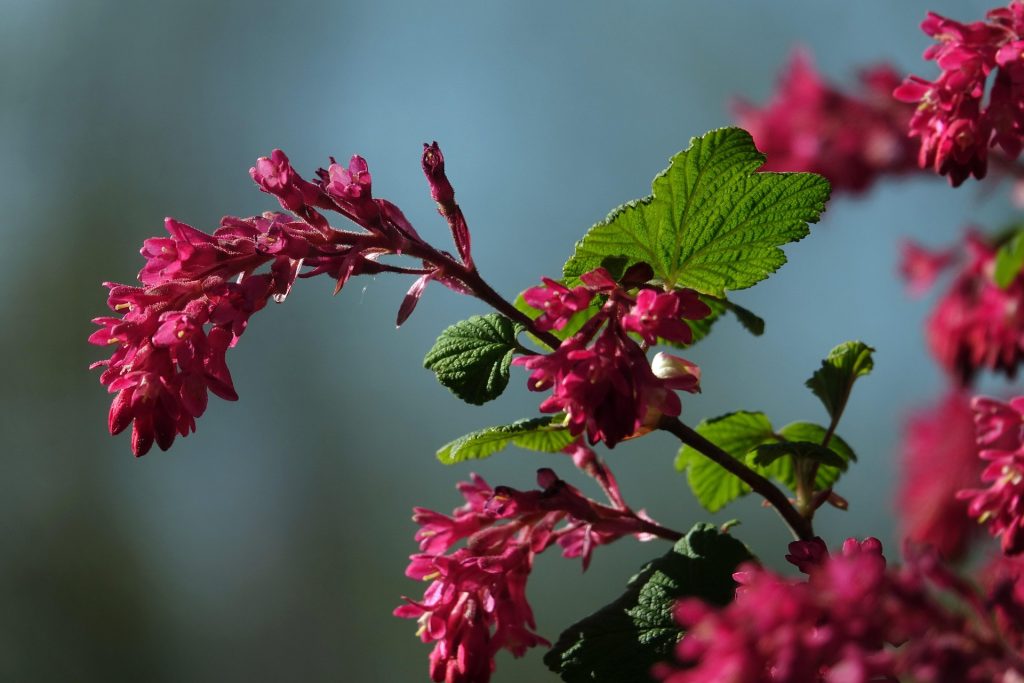 Read more about the article Coacăz ornamental