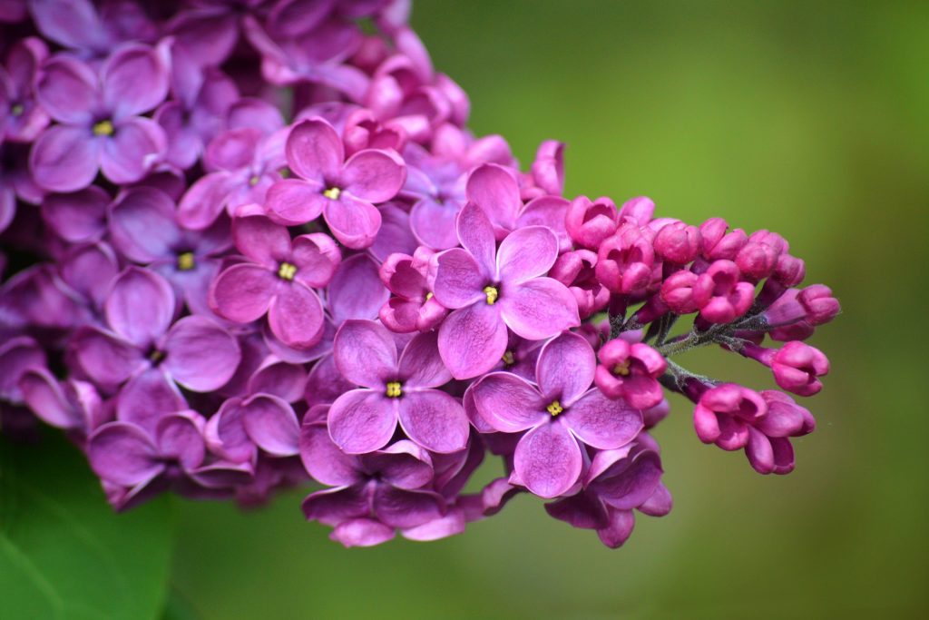 Read more about the article Liliac